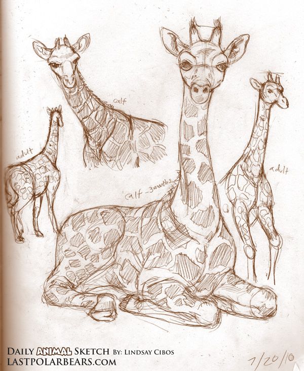 Girafarig-kleurplaat-gratis-15