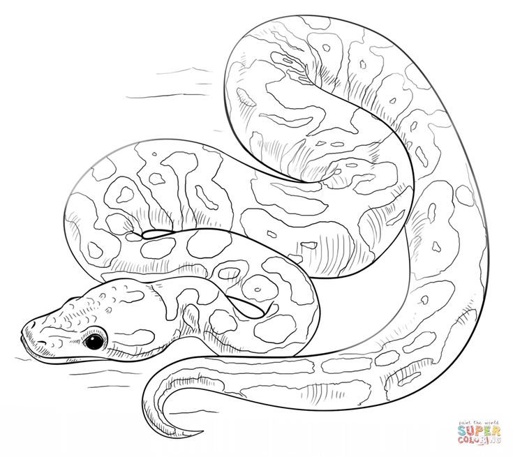 anaconda-kleurplaat-gratis-1