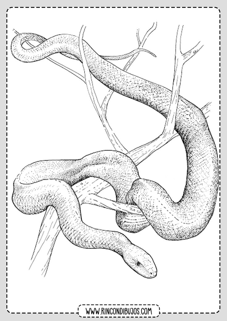 anaconda-kleurplaat-gratis-3