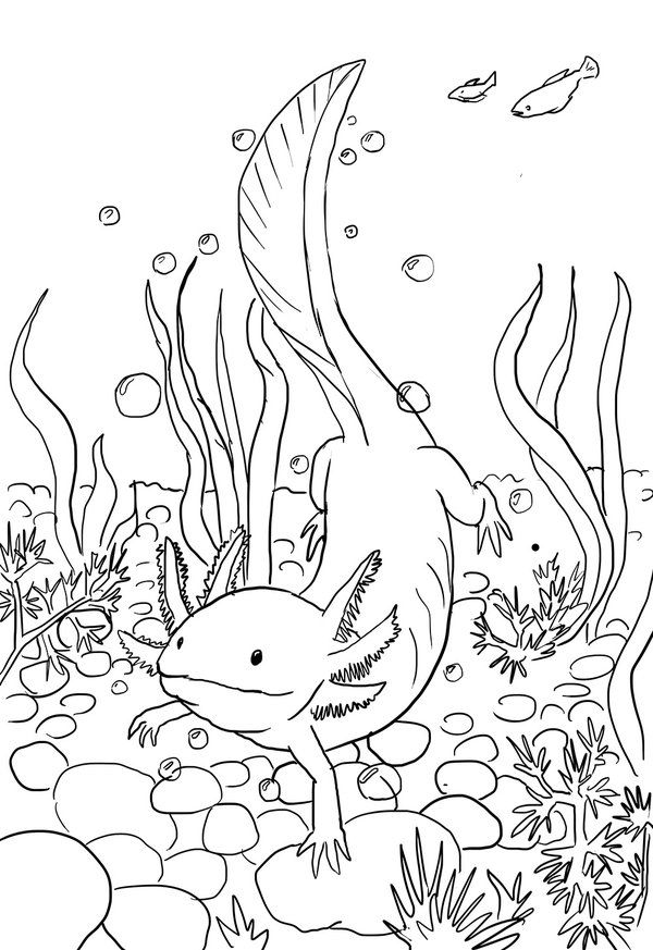 axolotl-kleurplaat-gratis-1
