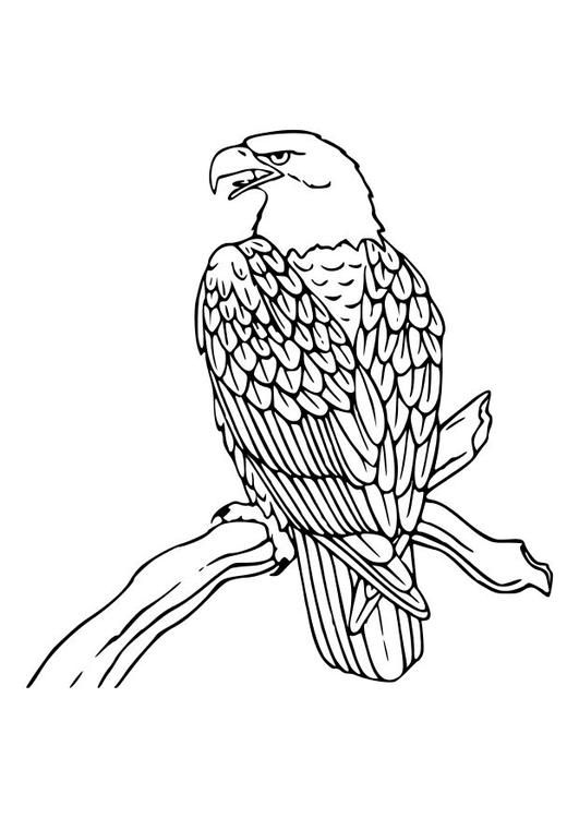 go ahead eagles-kleurplaat-gratis-12