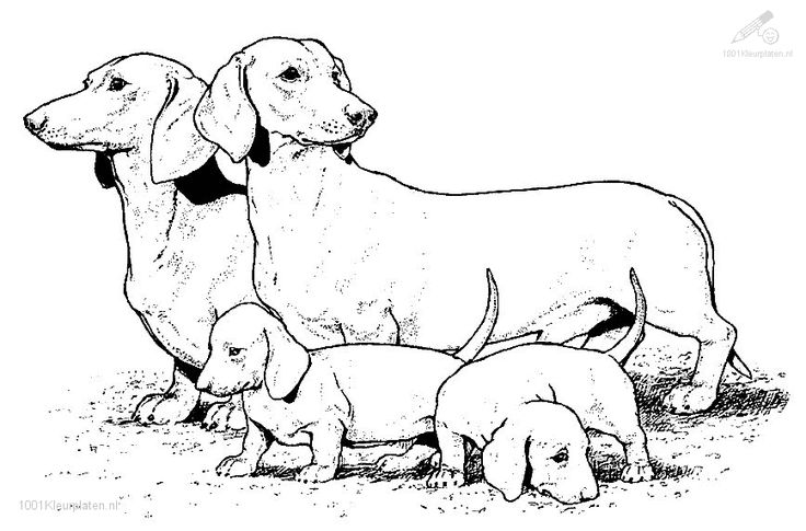 hond-kleurplaat-gratis-7
