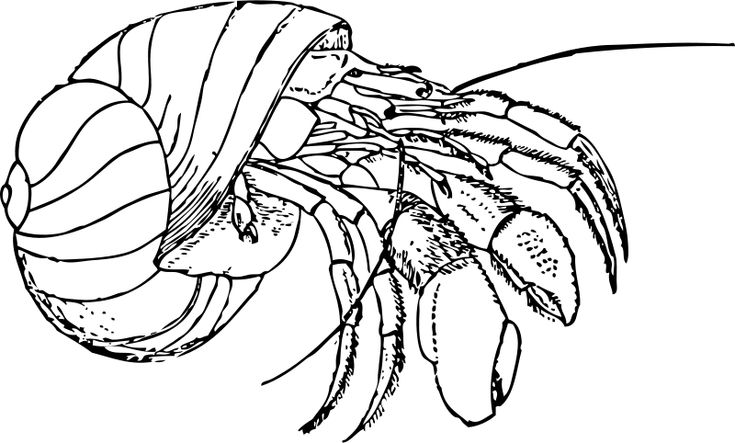 krab-kleurplaat-gratis-8