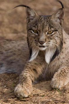 lynx-kleurplaat-gratis-10