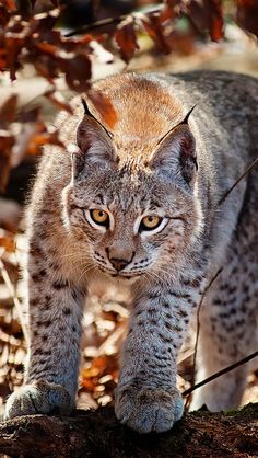 lynx-kleurplaat-gratis-12