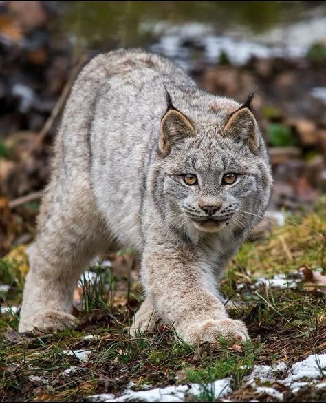 lynx-kleurplaat-gratis-14