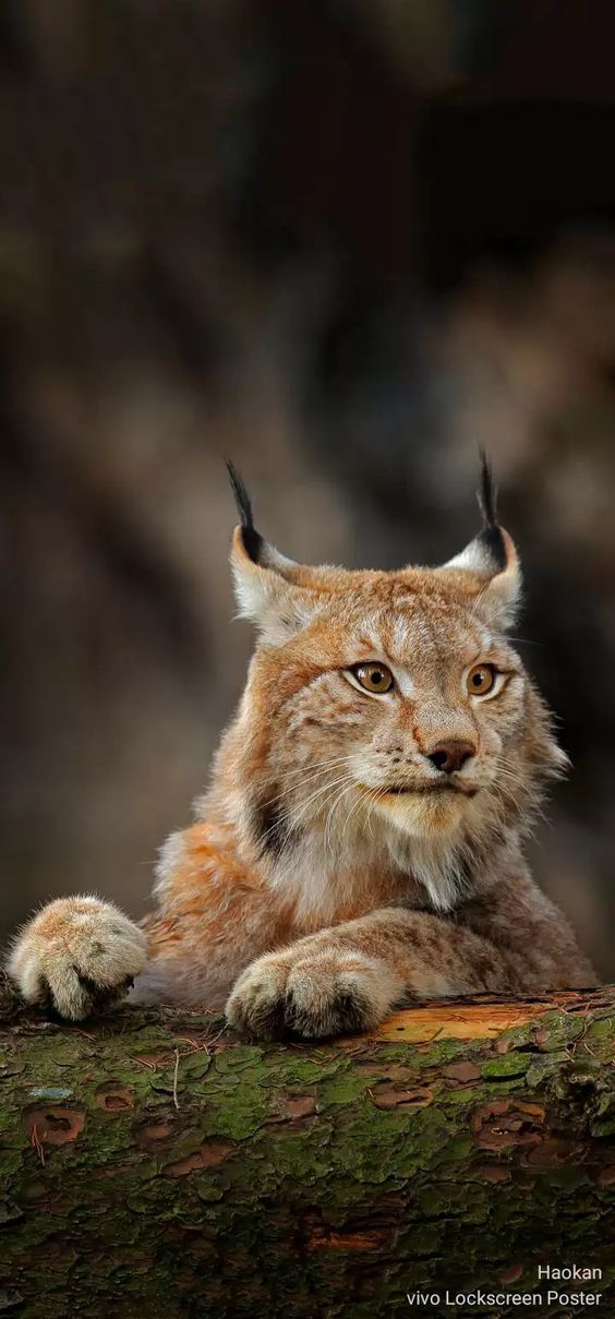 lynx-kleurplaat-gratis-15