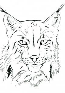 lynx-kleurplaat-gratis-2