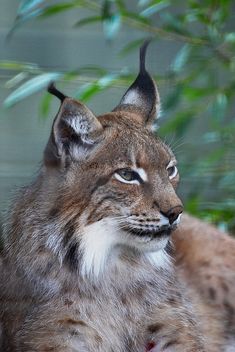 lynx-kleurplaat-gratis-6