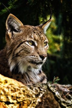 lynx-kleurplaat-gratis-8