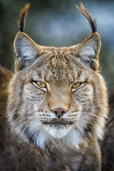lynx-kleurplaat-gratis-9