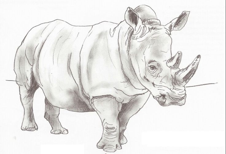 neushoorn-kleurplaat-gratis-11