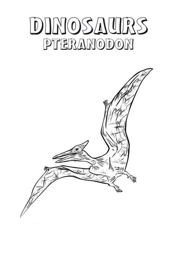 pteranodon-kleurplaat-gratis-5