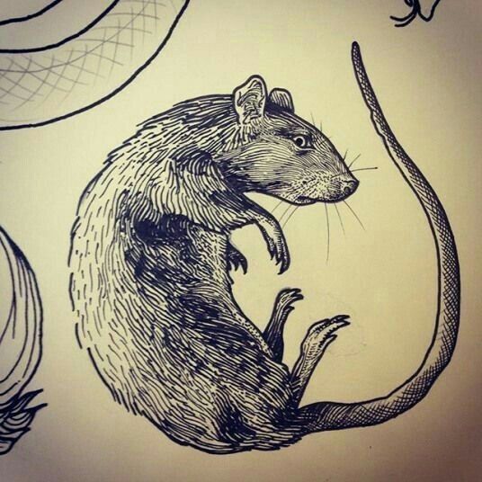 rat-kleurplaat-gratis-13