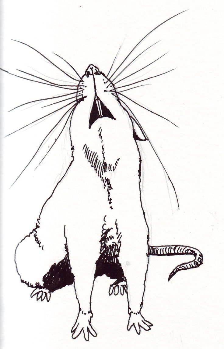 rat-kleurplaat-gratis-2