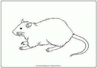 rat-kleurplaat-gratis-5