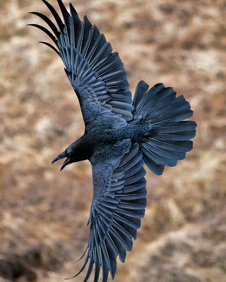 raven-kleurplaat-gratis-13