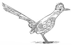 road runner-kleurplaat-gratis-9